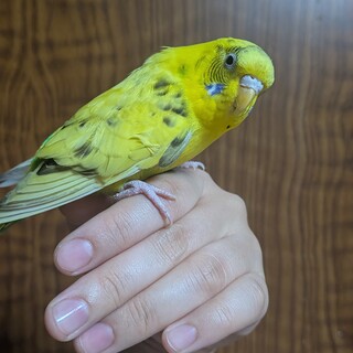 保護セキセイインコ黄色1羽（手に乗せられます）