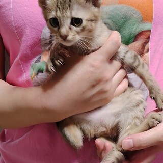 すみっこ大好き★ほのか★きれいな麦わら色