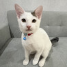人大好き撫でて欲しいとおねだり⭐️タンク サムネイル2