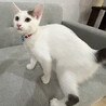 人大好き撫でて欲しいとおねだり⭐️タンク サムネイル3