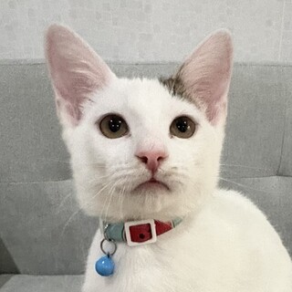 人大好き撫でて欲しいとおねだり⭐️タンク