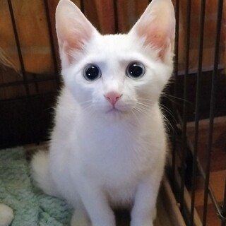 兄弟一緒に♡ブルー&オッドアイ白猫ペア