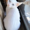 兄弟一緒に♡ブルー&オッドアイ白猫ペア