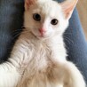 兄弟一緒に♡ブルー&オッドアイ白猫ペア