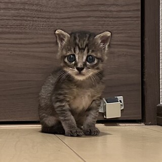 生後1ヶ月ベタ慣れ綺麗な男の子