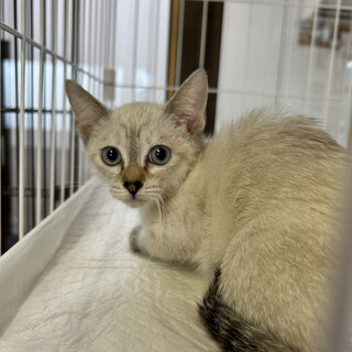 子猫「キシリ」ちゃん（3カ月、白色、女の子）