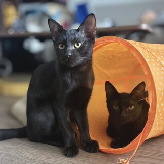 【8/23大崎】甘えん坊仲良し黒猫兄弟★セイ＆レン