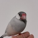 シルバー文鳥生後8ヶ月