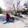 ニューフィー