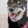 へこきいもり