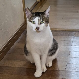 しらす　男の子　２歳