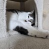 しらす　男の子　２歳 サムネイル4
