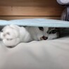 しらす　男の子　２歳 サムネイル5