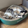 かさご　男の子　２歳 サムネイル4