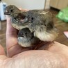 生後3週間　キンカチョウ　ヒナ　3羽 サムネイル2