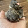 生後3週間　キンカチョウ　ヒナ　3羽 サムネイル3