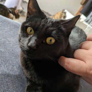 ジル　男の子　１歳くらい