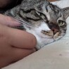 なが　男の子　２歳 サムネイル3