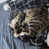 なが　男の子　２歳 サムネイル5