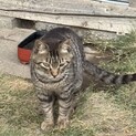この子の里親になって頂ける方を募集します