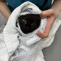 3ヶ月〜4ヶ月の子猫を保護しました！