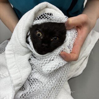 3ヶ月〜4ヶ月の子猫を保護しました！