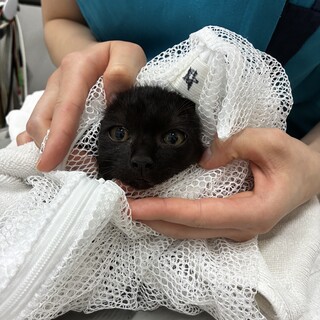 3ヶ月〜4ヶ月の子猫を保護しました！
