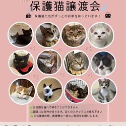 保護猫の譲渡会 サムネイル1