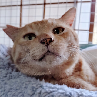 甘々の甘えん坊❤️茶トラの甘太郎