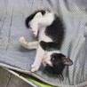 ハチワレ子生後約1ヶ月半 サムネイル2