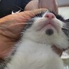 ハチワレ子生後約1ヶ月半 サムネイル5