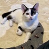 【8/30お見合い会】みずたまちゃん（2匹一緒）