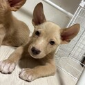 壱岐島産の生粋野犬です