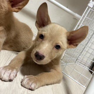 壱岐島産の生粋野犬です