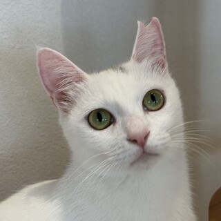 グリーンアイの美猫ちゃん