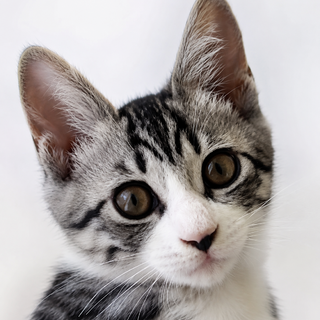 可愛い❤️3か月の子猫 元気いっぱいの男の子