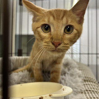 子猫のきすけくん（3カ月、茶トラ、男の子）
