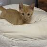 子猫のきすけくん（3カ月、茶トラ、男の子） サムネイル2