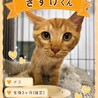 子猫のきすけくん（3カ月、茶トラ、男の子） サムネイル3