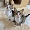 【8/30お見合い会】こたびちゃん（2匹一緒）