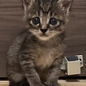 生後1ヶ月ベタ慣れ可愛い男の子