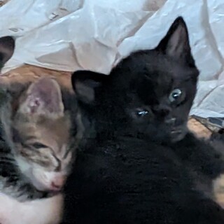 生後一ヶ月の子猫の里親さんを募集します、黒猫です