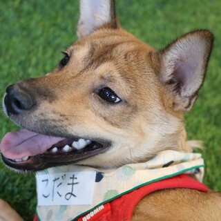 愛媛県出身野犬の仔犬【こだま君】