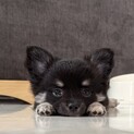 生後3ヶ月チワワ♂︎︎ セブンくん