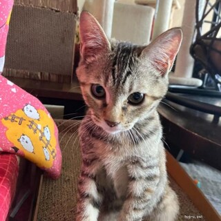 遊ぶの大好き♡ 抱っこも大好き！　チャイちゃん