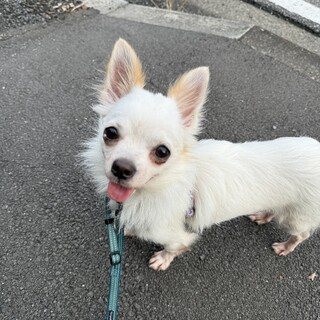 1歳チワワのセナくん