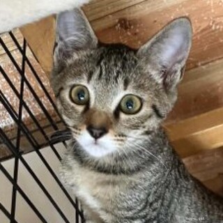 人が大好き！猫も大好き！ 愛されキャラ　ラテくん