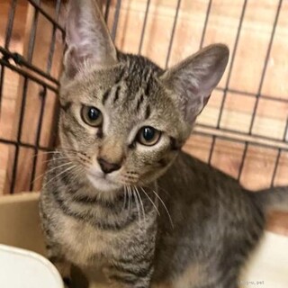 人も猫も大好き♡ ちょっぴりビビりな超甘えん坊モカ