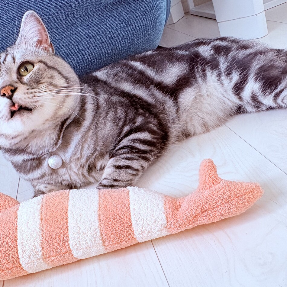 こものカバー写真