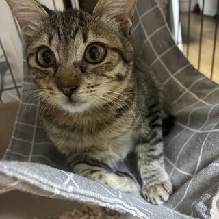 キジ子猫